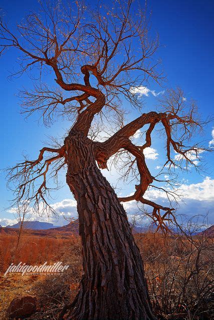 Knarlie Old Tree Moab Utah Utah Why I Love This State