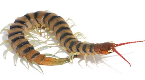 Centipedes buck the venom rule - Australian Geographic