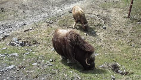 Musk Ox Eating Grasses Stock Footage Video 4147537 - Shutterstock