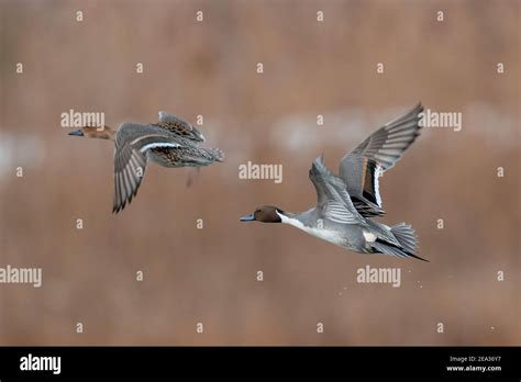 Northern Pintail Pair In Flight Over Wetland Habitat Stock Photo Alamy