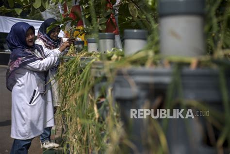 Bappenas Urban Farming Alternatif Jaga Ketahanan Pangan Berkelanjutan