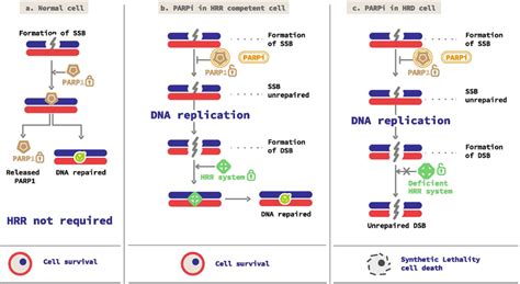 Principle Of Synthetic Lethality Reached With Parp Inhibitors Parpi Download Scientific