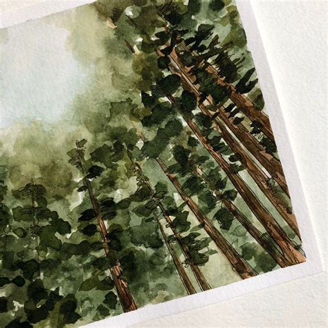 Looking Up Muir Woods Watercolor Landscape Peaceful Redwood Forest