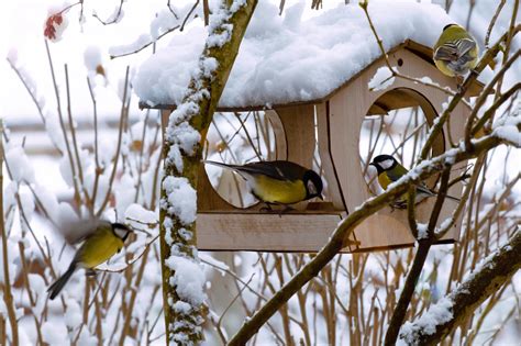 F Tterung Im Winter Vogelf Ttern So Klappt S Gailtal