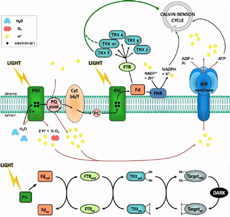 The Fd Trx System And Its Action Mechanism In The Dark To Light