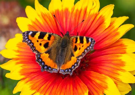 Les Plus Beaux Papillons De Nos Jardins Terre Et Jardin Terre Et