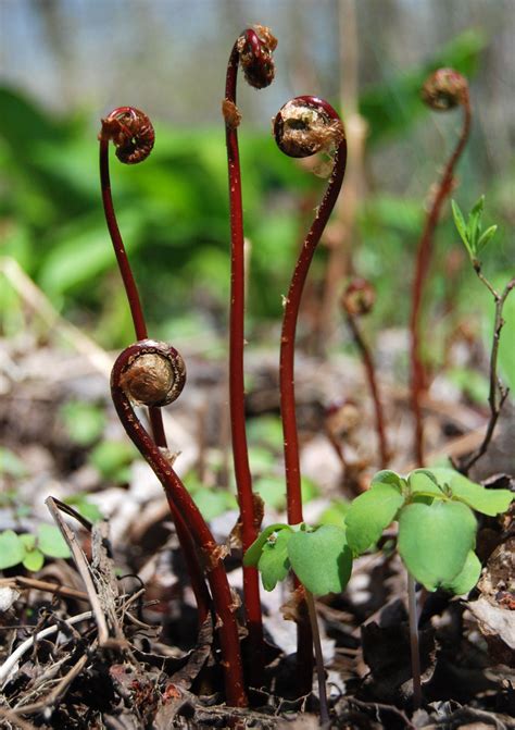 Sensitive Fern Fiddleheads Distinctive Glossy Red Brown Wh Flickr