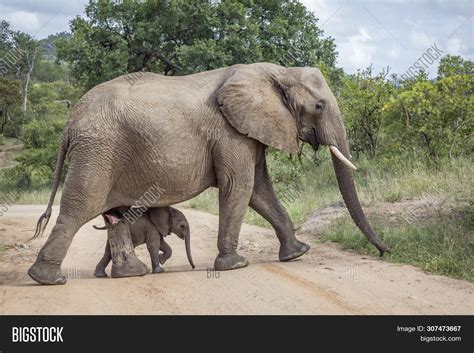 Baby African Bush Elephant