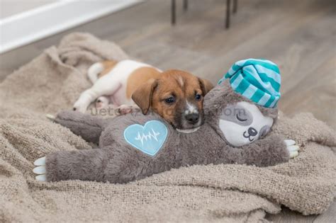 Castrar Perro O Esterilizar Cu L Es La Mejor Edad Veterizonia