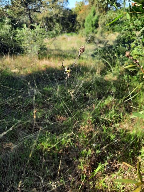 Hairy Golden Orb Weaving Spider From Table Mountain Nature Reserve