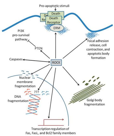 Rock Functions In Apoptosis The Rho Associated Kinase Rock Is