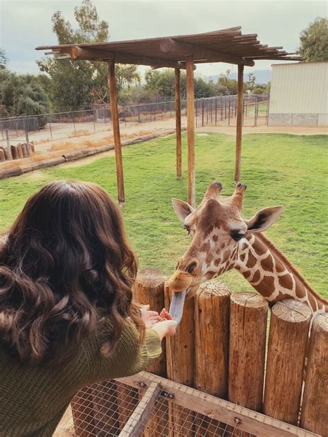 Giraffe Feeding | Zoo pictures, Giraffe feeding, Giraffe