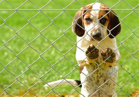 How Much Are American Foxhound Puppies