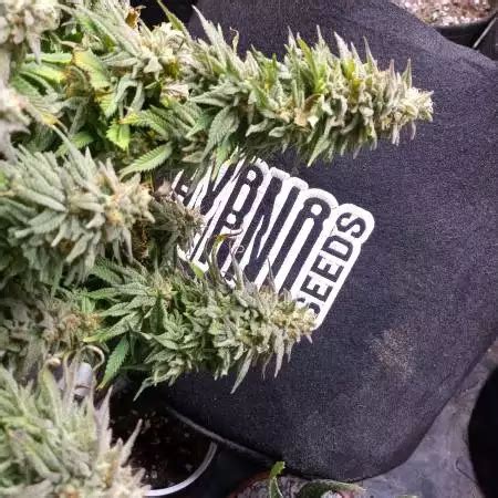 Hypno Zkittlez Strain Info Hypno Zkittlez Weed By Hypno Seeds