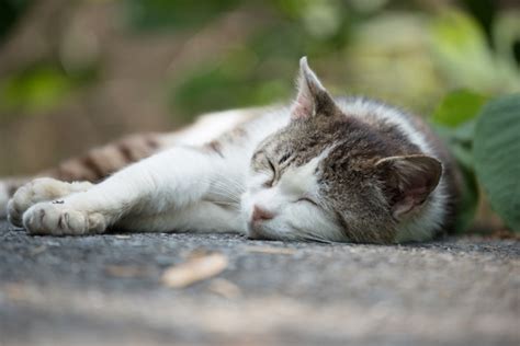 猫の行動の意味とは？猫の習性や、甘えてくる時・嫌いな人にとる行動 ペットと飼い主のためwebメディア│petally