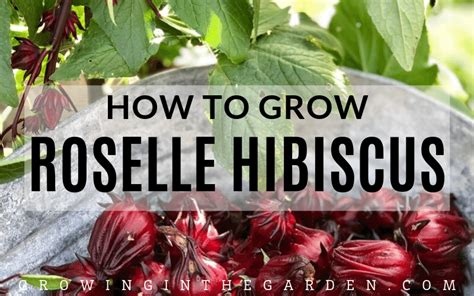 How To Grow Roselle Hibiscus Growing Jamaican Sorrel Artofit