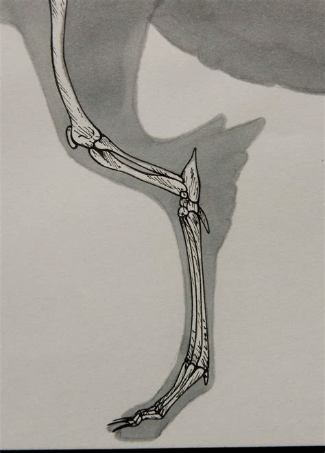 Aves Skeleton Left Hind Leg By Artmadebyred On Deviantart