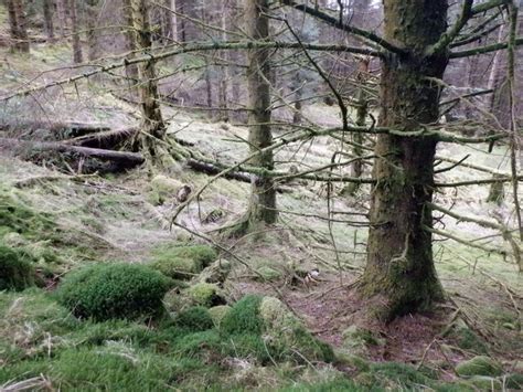 Mature Sitka Spruce Loch Ard Forest Richard Webb Cc By Sa 2 0