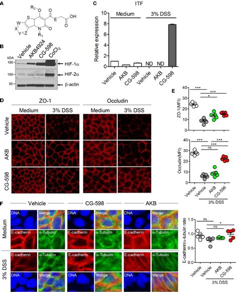 Frontiers Local Stabilization Of Hypoxia Inducible Factor 1α Controls