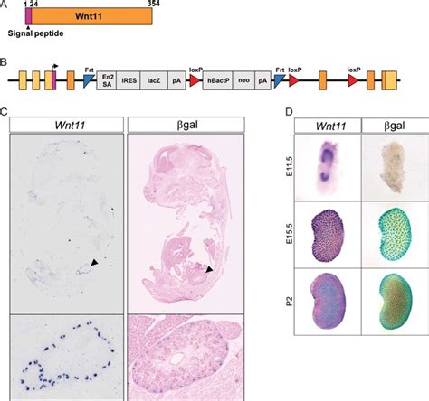 figures  data  wnt directs nephron progenitor polarity