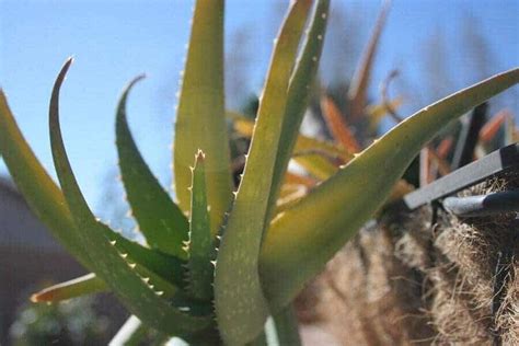 Aloe Vera Plant Leaves Bending 6 Causes And Solutions Gardenforindoor