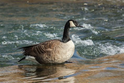 Photo Essay: Winter wildlife in the Chesapeake Bay watershed ...