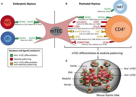 Frontiers Thymic Crosstalk Coordinates Medulla Organization And T