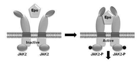 Erythropoietin Receptor Epo R Schematic Interactions Between Epo And