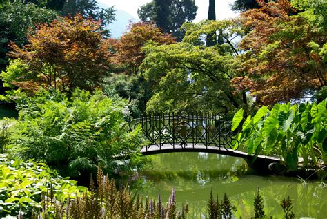 Gambar Pohon Menanam Halaman Rumput Daun Bunga Kolam Hijau