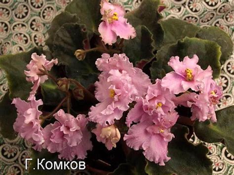 Фиалка ЛАБАС РИТАС (Доброе Утро)