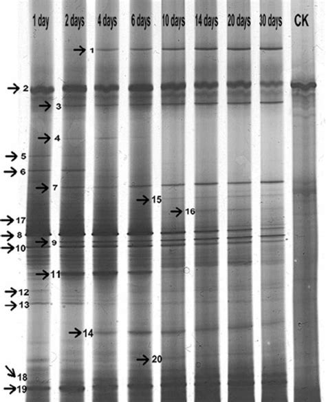 Profiles Of Pcr Dgge Analyses Of The Bacterial Community Structure Download Scientific Diagram