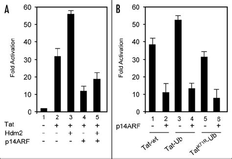 A P14 ARF Expression Inhibits Hdm2 Enhanced Tat Mediated