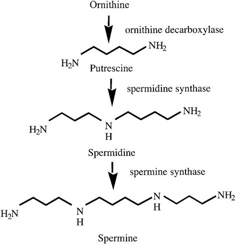 Polyamine Biosynthetic Pathway Download Scientific Diagram