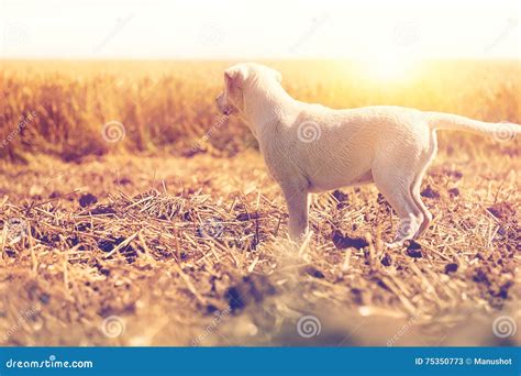 Young White Labrador Puppy Standing In Sunset Stock Image Image Of