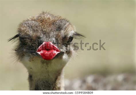 Funny Thank You Kiss Card Animals Stock Photo 1599584809 | Shutterstock