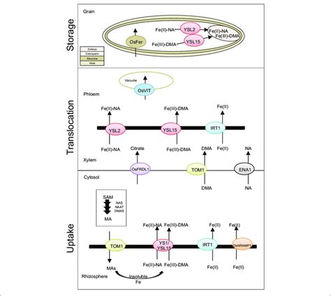 Basic Scheme Of Iron Uptake Translocation And Storage In Rice