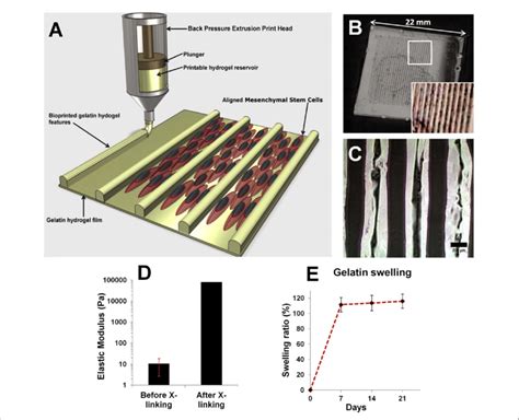 3D Bioprinting And Characterization Of A Gelatin Hydrogel Features A