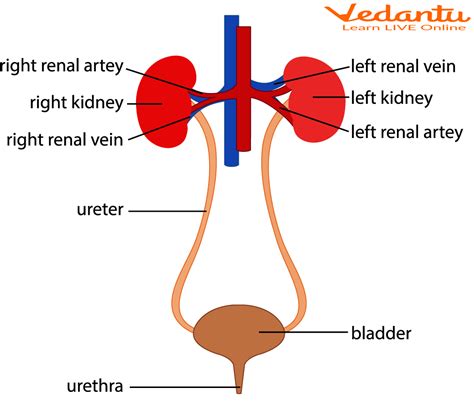 Urinary System Learn Definition Properties And Facts