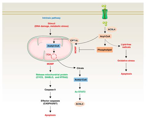 Biology Free Full Text The Acsl4 Network Regulates Cell Death And Autophagy In Diseases