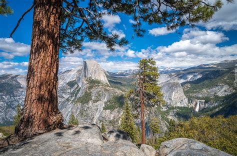 Sosna Na Skale W Parku Narodowym Yosemite