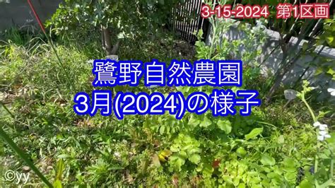 野菜を無農薬で無除草で育てます 無耕起、無除草、無農薬、無肥料を原則とした自然農法です