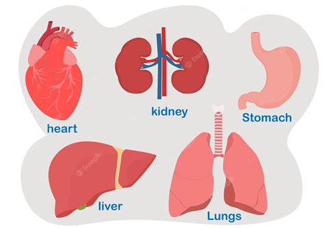 Premium Vector Heart Lungs Kidneys Liver Stomach Human