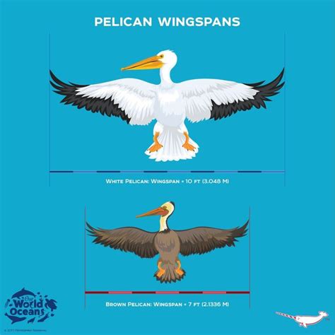 Pelican Wingspan | Animal facts, Animal conservation, Bird life list