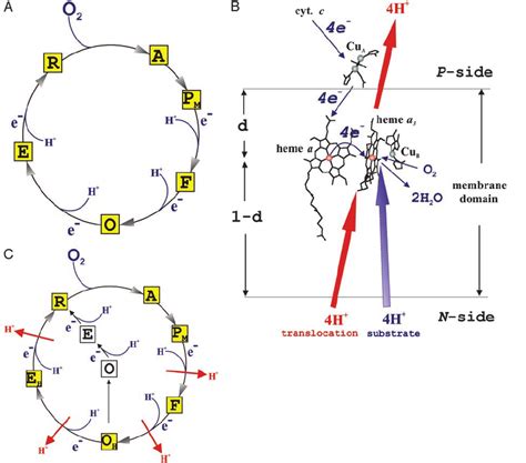 Cytochrome C Oxidase A Conventional Catalytic Cycle The Squares