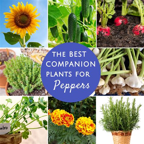 25 Best Companion Plants For Peppers + What To Avoid [Printable Chart] - Grow Hot Peppers