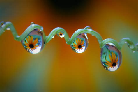 Fondos De Pantalla Flores Agua Naturaleza Fotograf A Verde