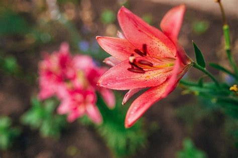 Premium Photo Pink Lilly In The Garden Lily Joop Flowers Lilium