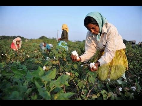 How Cotton Is Grown YouTube