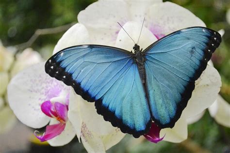 Mindo Cloud Forest Full Day Tour Layers Of Adventure Nature And