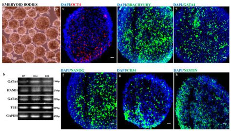 Aberrant Hipscs Derived From Human Keratinocytes Differentiates Into 3d